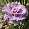 Iris Sibirica Parfait